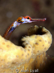 Pipefish by Alan Lyall 